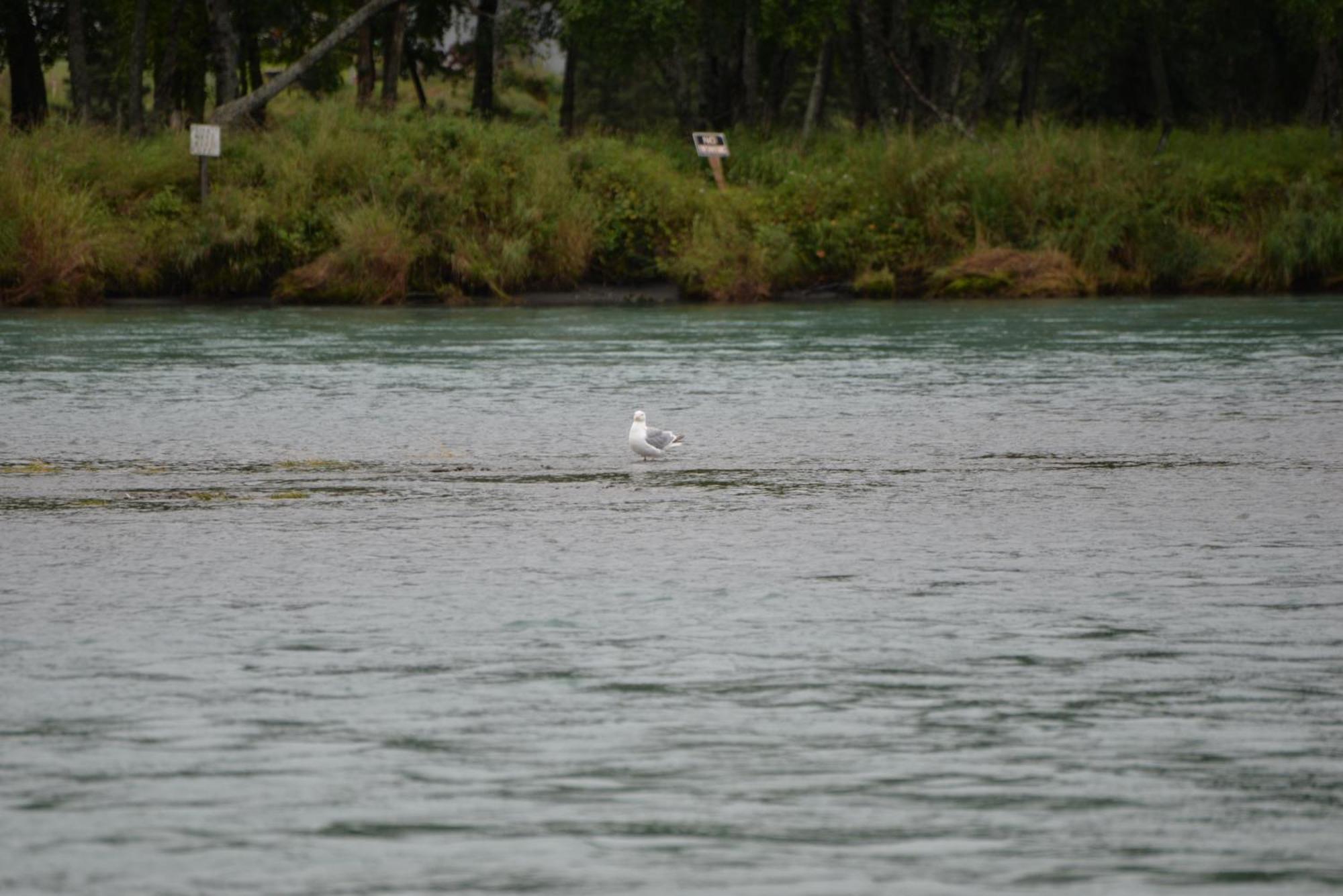 Salmon Catcher Lodgeキナイ エクステリア 写真